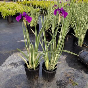 生植物地观 陆两水室外池塘河道水花水 湿叶金蝉花玉花菖蒲生挺