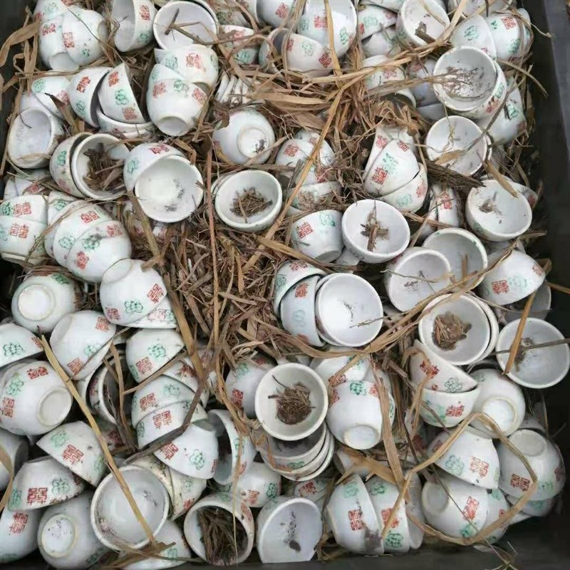 七八十年b代2钱红喜字瓷酒杯盅老货库存收藏影视道具库存经典怀旧