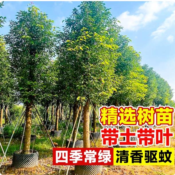 香樟树苗大龙脑木小驱蚊防