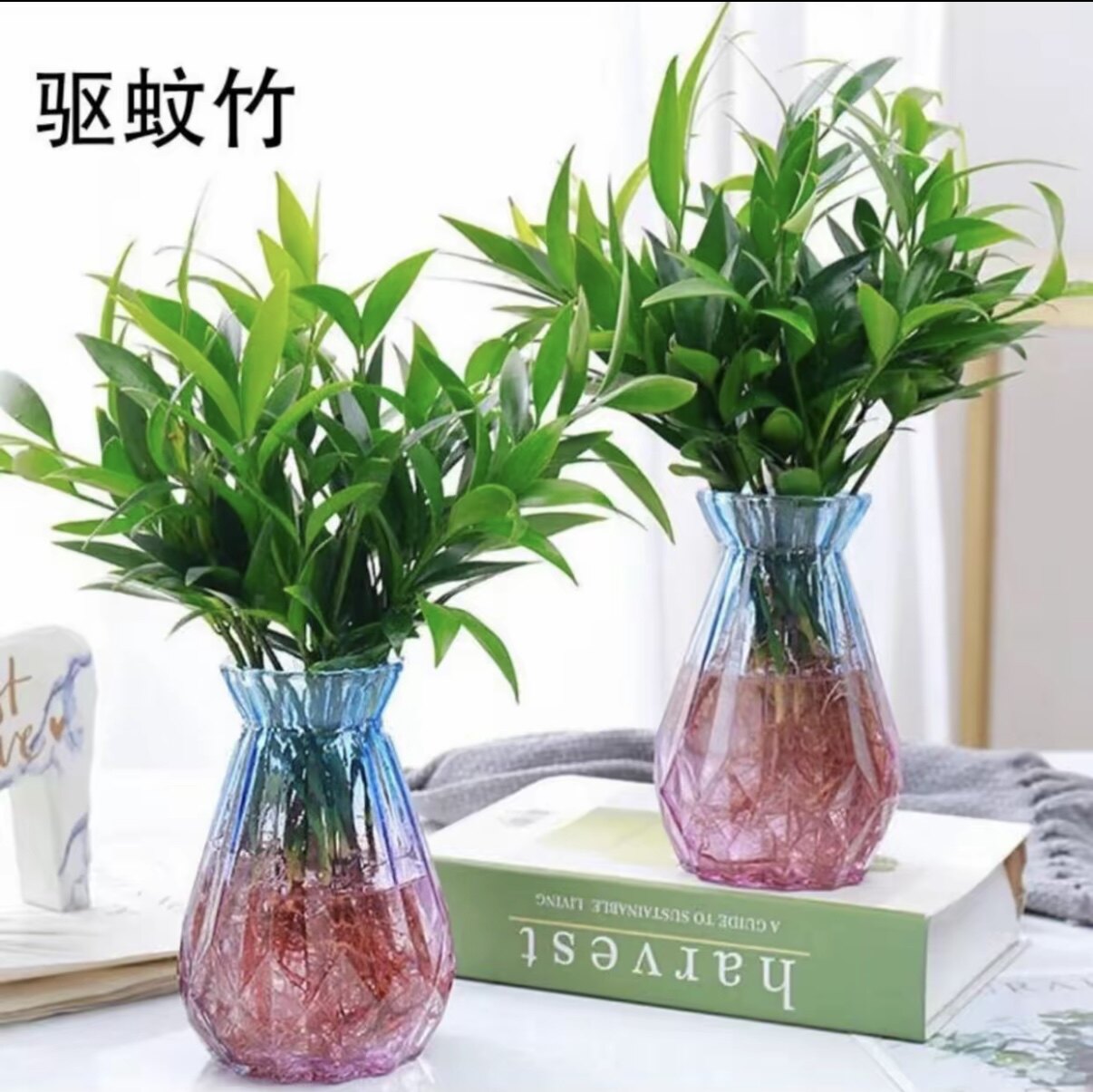 【水培驱蚁竹柏】水养盘裁绿植水培花卉客厅办公好养四季常青