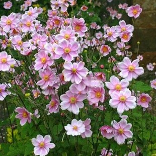 野棉花秋牡丹盆栽花卉打破碗花苗庭院阳台花宿根植物耐寒热多年生