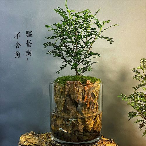 生命之树微景观小鱼水陆缸懒人苔藓生态瓶桌面盆栽造景鱼缸办公室