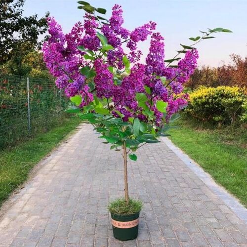 丁香树苗浓香花卉植物耐寒庭院四季室外别墅白紫丁香花盆栽丁香苗