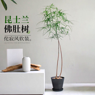 佛肚树昆士兰瓶树佛肚树盆栽室内大型绿植耐阴植物室内侘寂风绿植