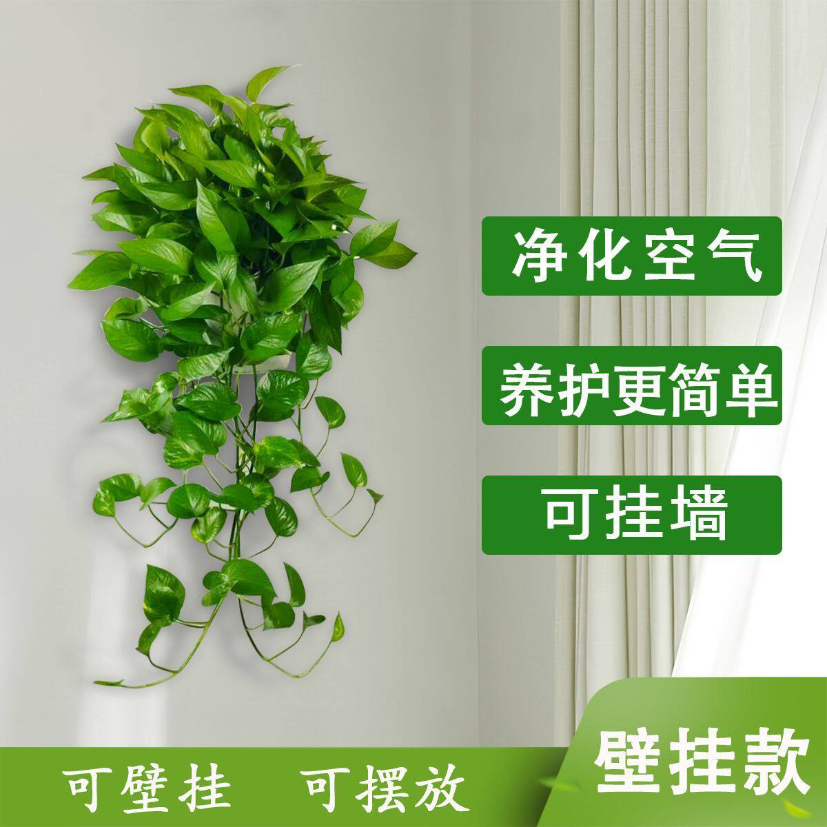 挂壁盆栽吸甲醛净化空气办公室植物免打孔垂钓型挂墙绿植