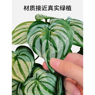 爬宠虫缸守宫蜥蜴角蛙乌龟饲养箱绿植物水陆雨林造景躲避