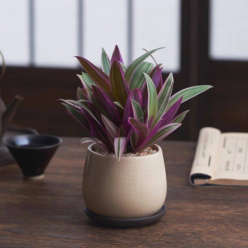 紫露兰盆栽室内外绿植花卉油画婚礼吊兰办公室客厅净化空气好养,鲜花速递/花卉仿真/绿植园艺,绿植,淘宝优惠券,粉丝福利购,淘宝优惠卷