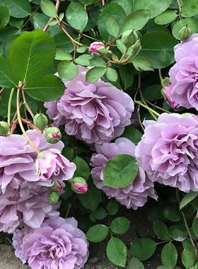 月季花苗蓝色阴雨蓝雨藤本爬藤丰花抗病的紫色系勤花花园