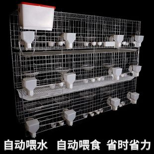 鸽子笼大号特大号养殖繁殖肉鸽笼室外白鸽笼子家用配对笼