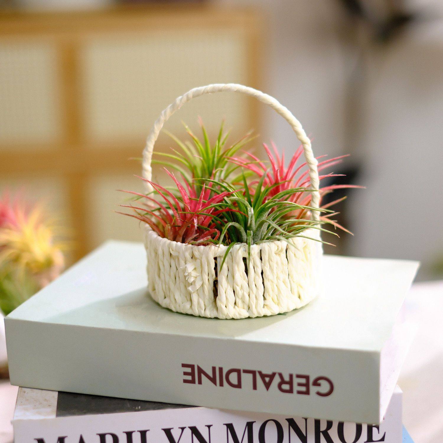 空气凤梨白篮组合(2红绿)无需土培水培的绿植家居小清新,鲜花速递/花卉仿真/绿植园艺,红掌/凤梨/温室花卉,淘宝优惠券,粉丝福利购,淘宝优惠卷