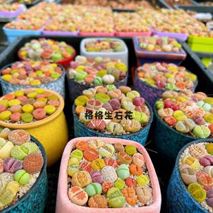 生石花编号彩套组合栽好带盆土发货新手 阳台办公桌居家盆栽