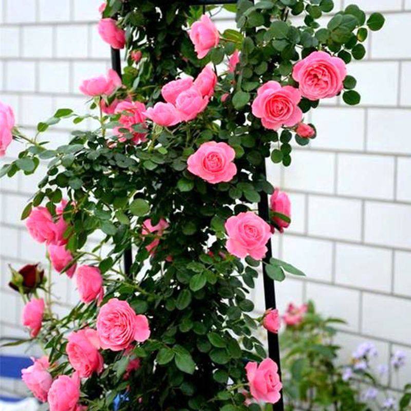 爬藤月季大花蔷薇花苗四季开花藤本庭院阳台植物多头花卉,鲜花速递/花卉仿真/绿植园艺,月季/蔷薇/玫瑰,淘宝优惠券,粉丝福利购,淘宝优惠卷