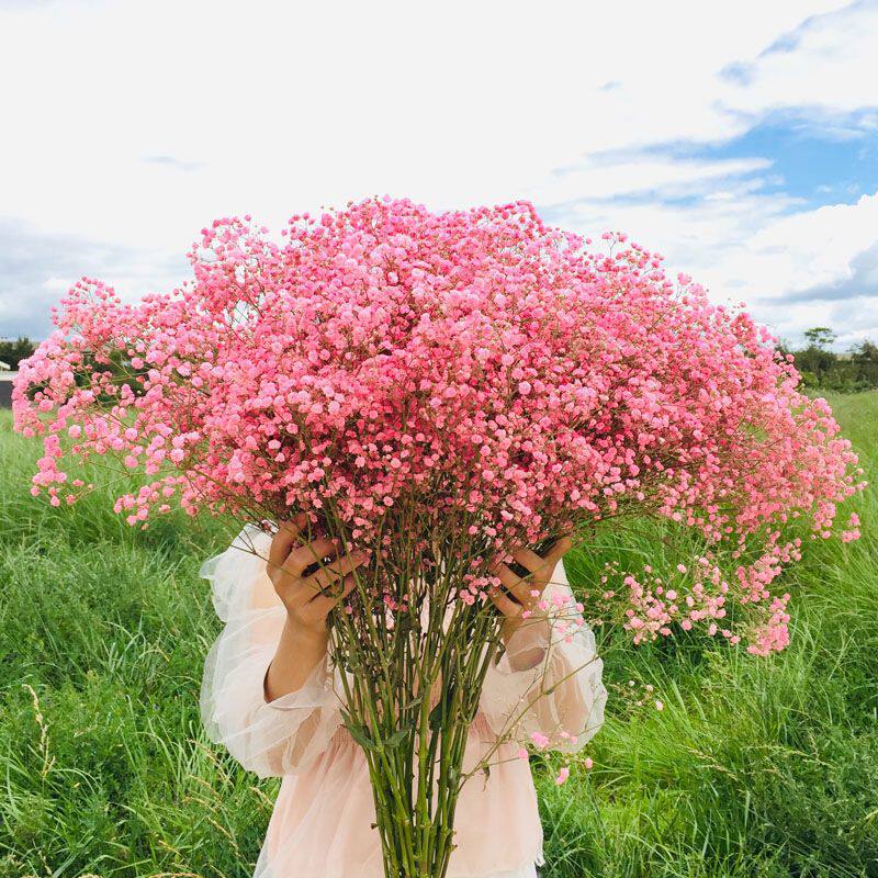 超大束满天星干花花束真花云南 勿忘我客厅桌面摆件2月14日发
