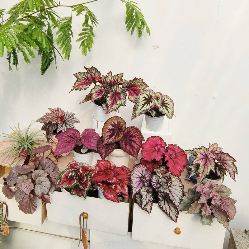 粉色系秋海棠合集 王先森的花园 室内热植观叶植物莫里斯秋海棠