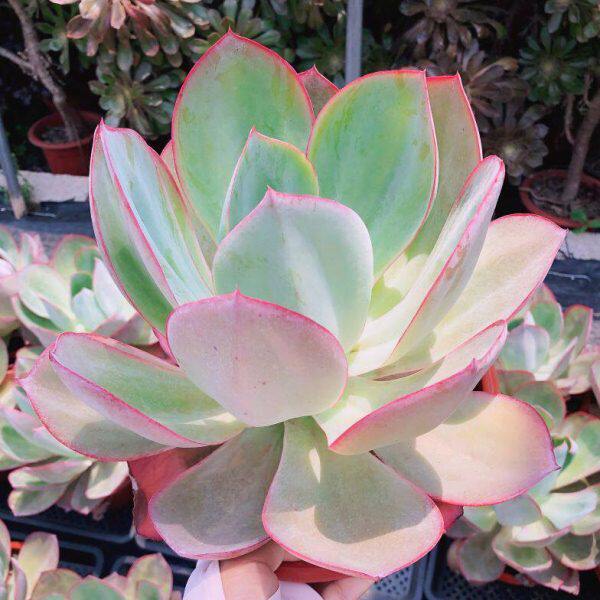 多肉叶系巨大型叶中的百变星君薄薄系列植物经典品种肯尼迪多肉