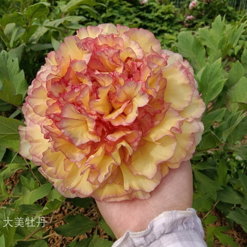 黄牡丹【金阁】晚k花期 带香味 花重会垂头 花园庭院 洛阳重瓣牡