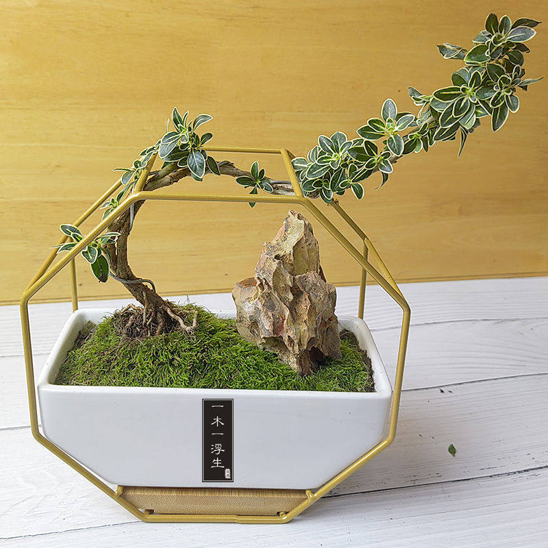 多肉微景观组合盆栽北欧系列创意室内桌面盆景diy圣诞苔藓绿植,鲜花速递/花卉仿真/绿植园艺,花盆,淘宝优惠券,粉丝福利购,淘宝优惠卷