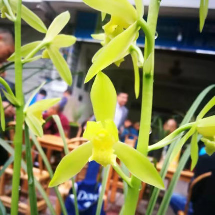 当年开花兰花苗盆栽好发货 蕙兰周氏素荷 漏风漏雨自然栽培苗