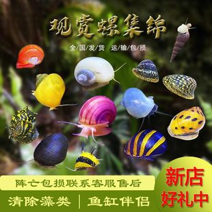 观赏螺黑金刚除绿藻洋葱螺蜜蜂角螺鲍鱼螺鱼缸清洁吃藻工具螺