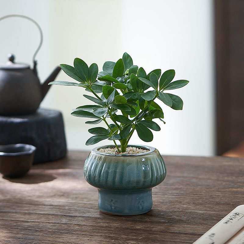 八方来财七叶莲发财树鸭脚木盆栽绿植办公室桌面小盆景懒人植物