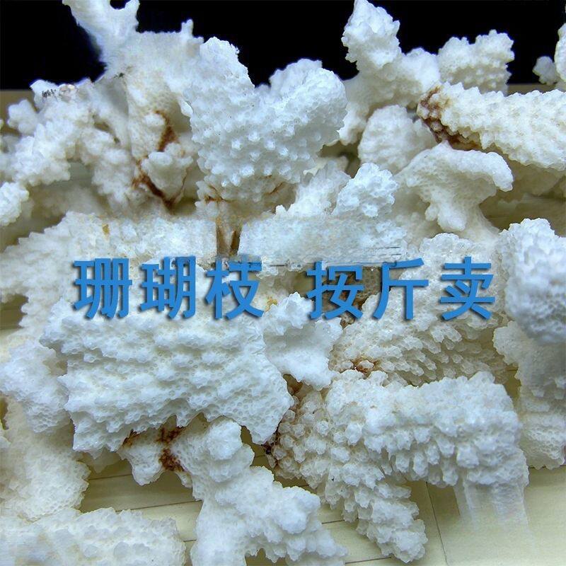 铺底地台底部海螺贝壳diy鱼缸珊瑚装碎枝珊瑚石天然装饰真