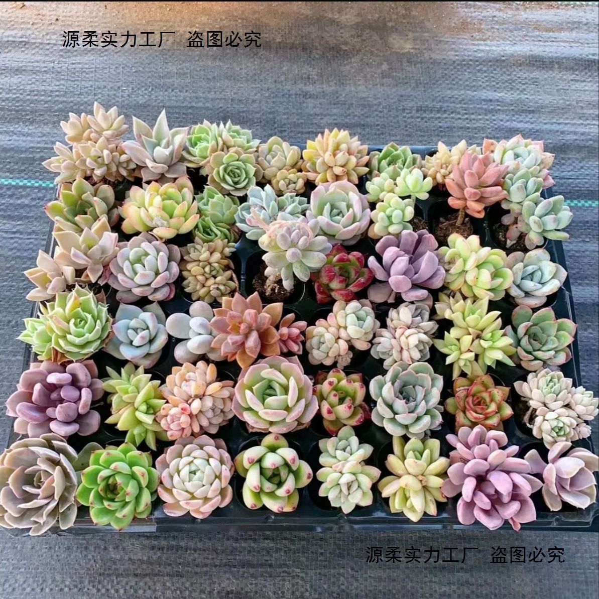 多肉植物3-5cm小盆栽组合套餐新手易养花盆花卉绿植卷好带名字