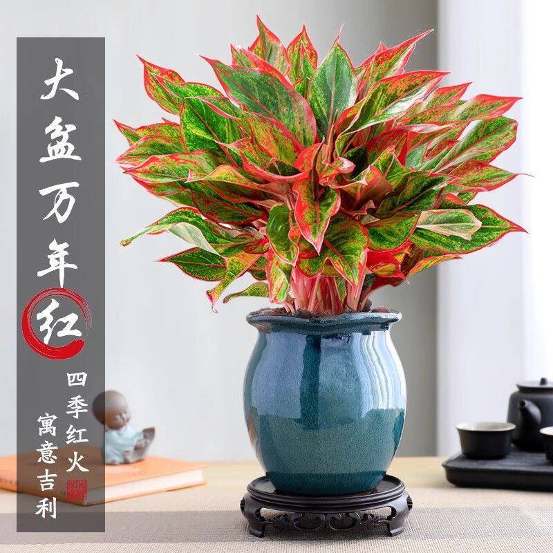 大盆万年红盆栽吉利如意绿植室内四季好养花卉植物红掌景德镇