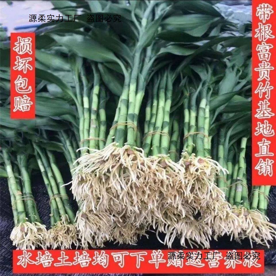 富贵竹带根花水养客厅带根须富贵竹粗竹加粗主卧水培植物粗支大叶