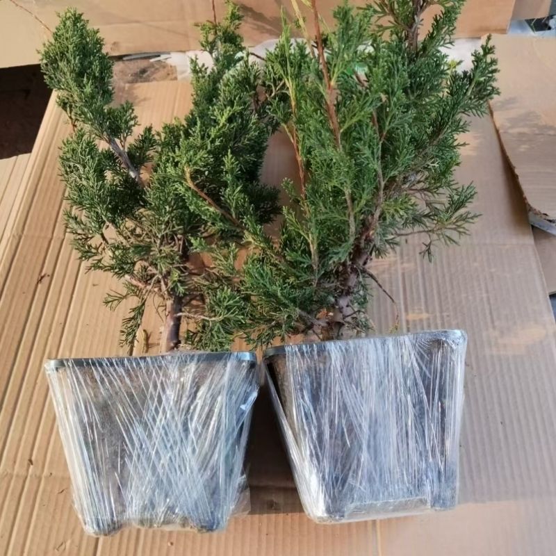 素材苗济州真柏树造景绿植摆件植物景观四季常绿耐寒长青盆景
