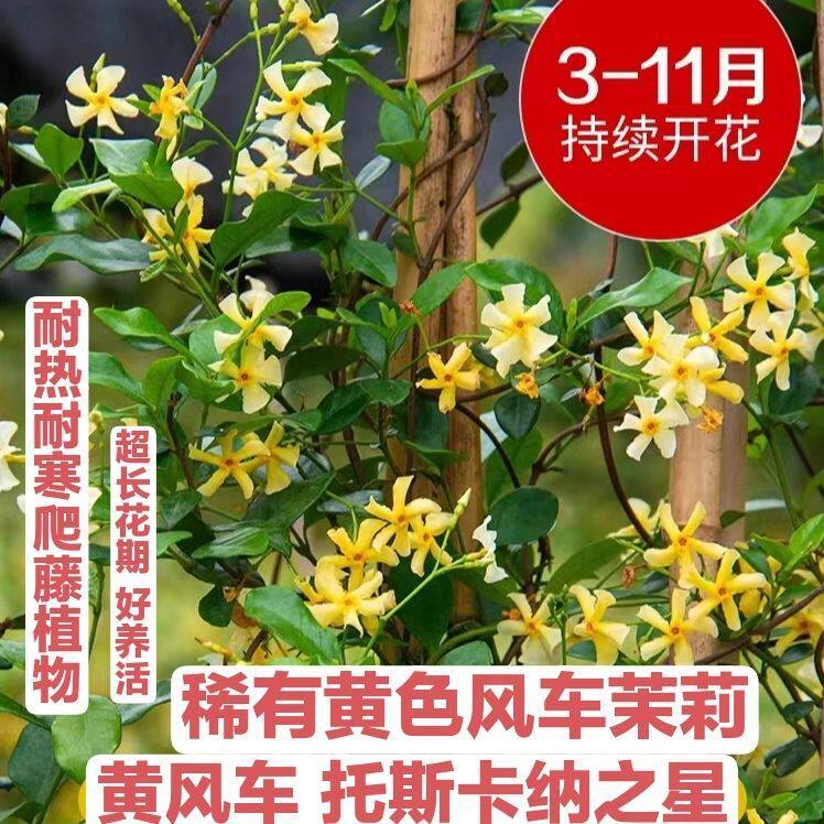 黄色风车茉莉托斯卡纳之星黄茉莉花爬藤耐热耐寒四季常青