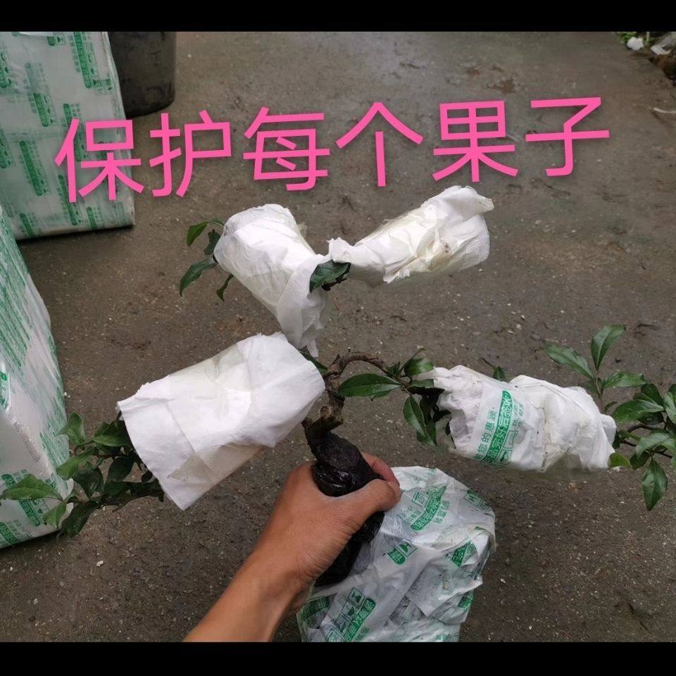 金弹子血红葫芦果金盆景一本带果,鲜花速递/花卉仿真/绿植园艺,造型盆景,淘宝优惠券,粉丝福利购,淘宝优惠卷