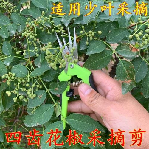 摘花椒神器专用剪刀花椒采摘机农用剪刀家用神器采摘工具花椒剪