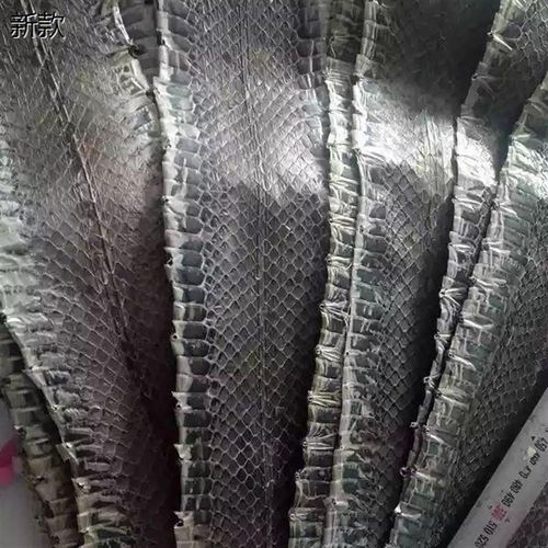 乌梢蛇皮 京胡蛇皮整条京胡蛇皮 京胡蒙皮 蛇皮 乌蛇皮12-13宽