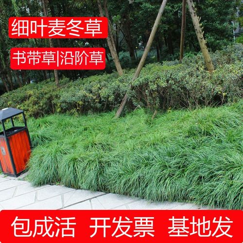 细叶麦冬玉龙草庭院绿化植物草坪绿化工程矮麦冬草耐阴青叶麦冬草