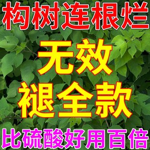 构树烂根药专杀除构树谷皮树假杨梅楮实子灌木拉拉藤专用除草剂