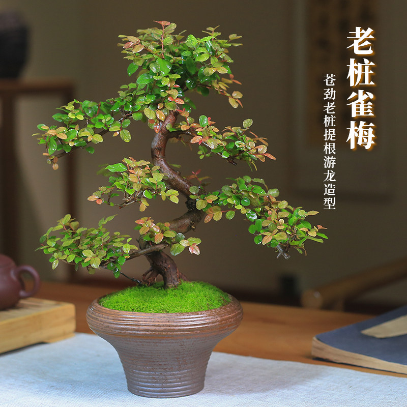雀梅盆景红芽小老桩盆栽室内客厅桌面观叶绿植庭院四季好养植物