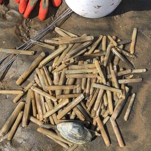 赶海挖蛏子工具钩子钓蛏不锈钢竹节海边蛤蜊沙滩潜水浅水通用神器
