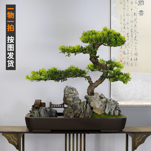 大型罗汉松盆景植物造型老桩迎客松真树室内办公室玄关盆栽绿植