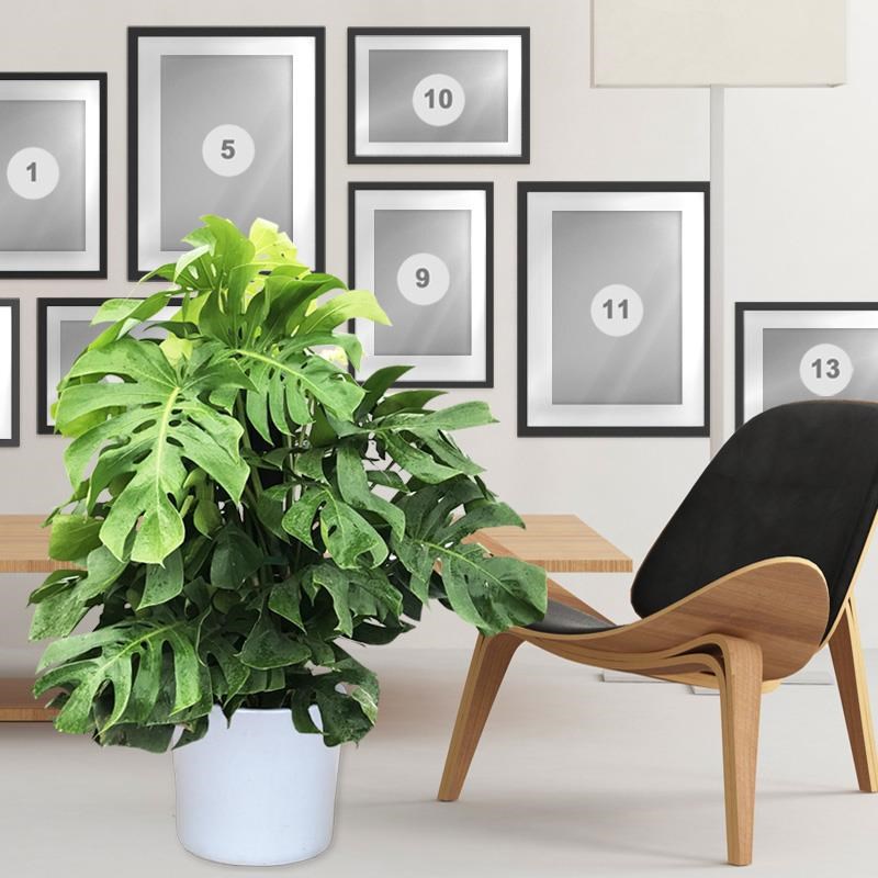 新品龟背竹/大型龟背叶/大株龟背竹/室内外网红植物/名宿北欧风/图片