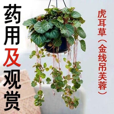 虎耳草吊芙蓉金丝荷叶御所车七变化假山造景室内绿植盆栽好养活