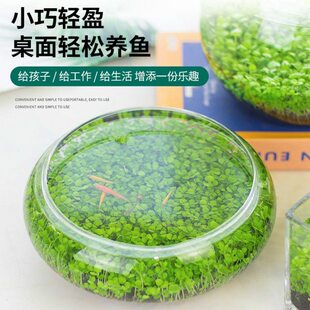 生态鱼缸送水培创意微景观水草缸养鱼草籽器皿桌面玻璃花瓶玻璃瓶