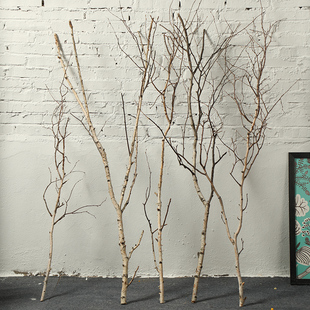 白桦树树枝天然实木棒捆装饰木棍柴禾树杈客厅花瓶插花干支树皮