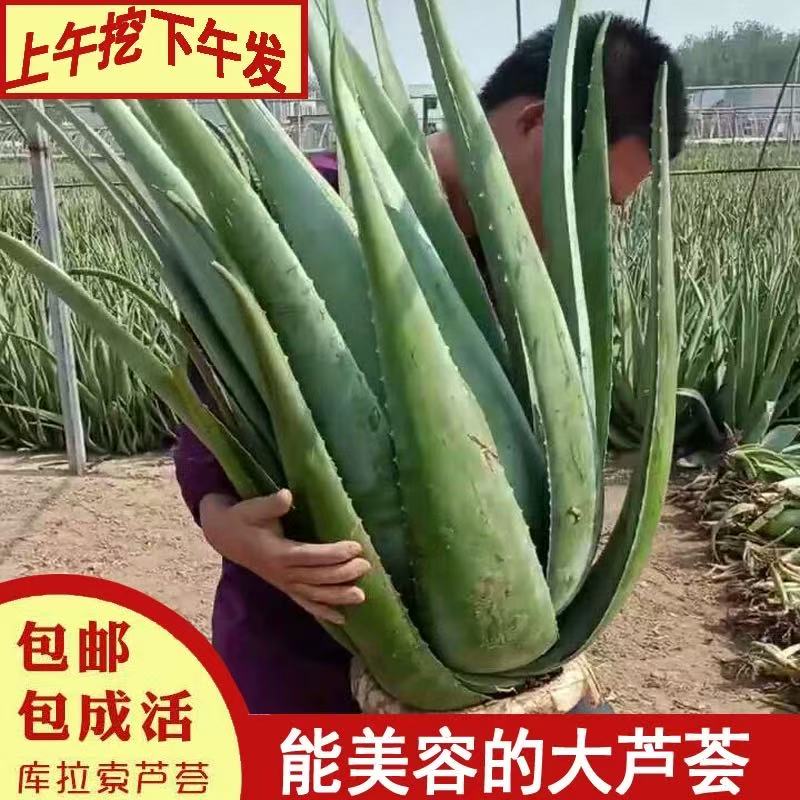 库拉索芦荟盆栽好美容芦荟植物食用芦荟绿植芦荟苗芦荟耐寒耐旱