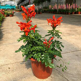 阳台观花盆栽硬骨凌霄花南非当年开花炮仗花四季凌霄