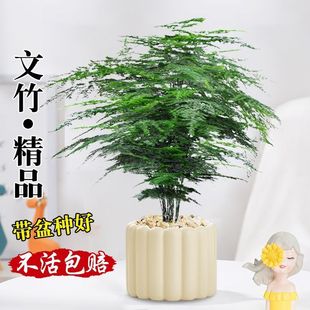 文竹盆栽大颗好养客厅办公室内绿植盆景花卉文松云竹卫生间绿植物