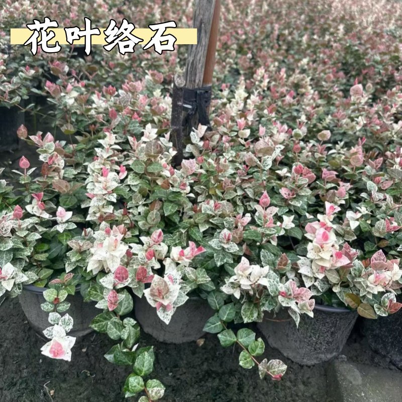 花叶络石花苗盆栽彩叶络石吊兰四季垂吊耐热耐寒植物庭院绿植花卉,鲜花速递/花卉仿真/绿植园艺,藤本/攀援植物,淘宝优惠券,粉丝福利购,淘宝优惠卷