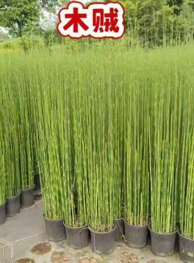 木贼水培高杆竹节鱼缸造景好养绿