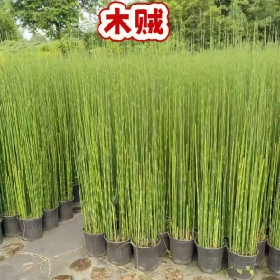 木贼水培绿植高杆竹节挺水植物鱼缸造景水养庭院绿化造景植物热销