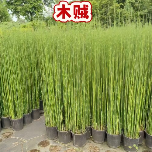 木贼水培高杆竹节鱼缸造景好养绿