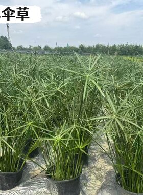 水生水培挺水植物水竹风车草盆栽鱼缸池塘水养绿植旱伞草养龟水草
